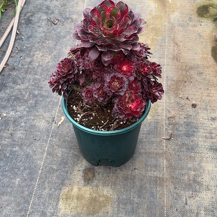 宝***兜法师多肉植物丽娜
