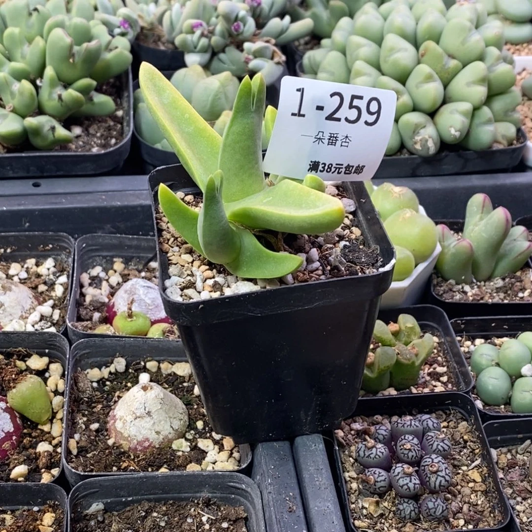 王****的66666666668898888888