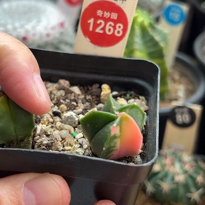 两棵鸾凤玉668773588