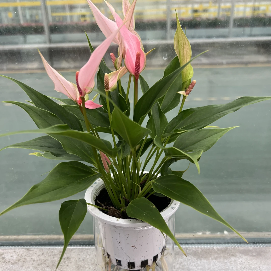 【粉掌粉莉莉-120杯】一帆风顺四季开花4-6 朵花3株苗原盆发货