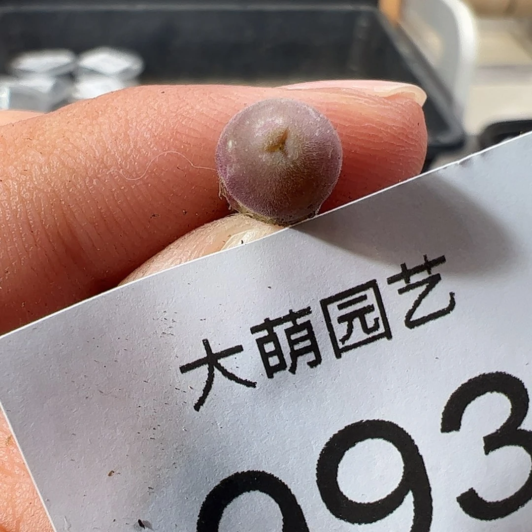 0000993 一物一拍……