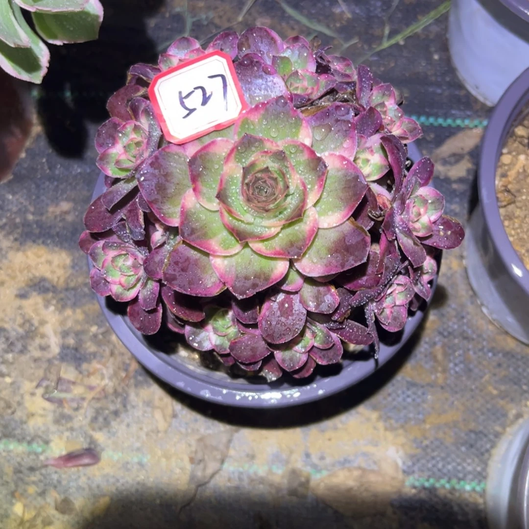 527多肉植物纳福法师