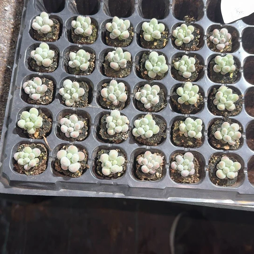 无题一物一拍专拍