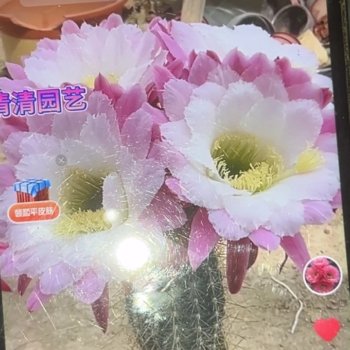 清清3-249侧牙瑕疵黑点