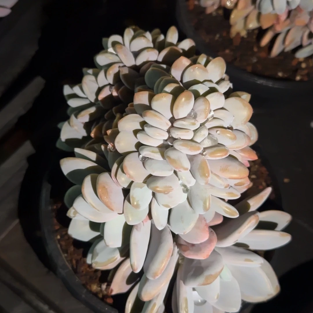 多肉植物一物一拍
