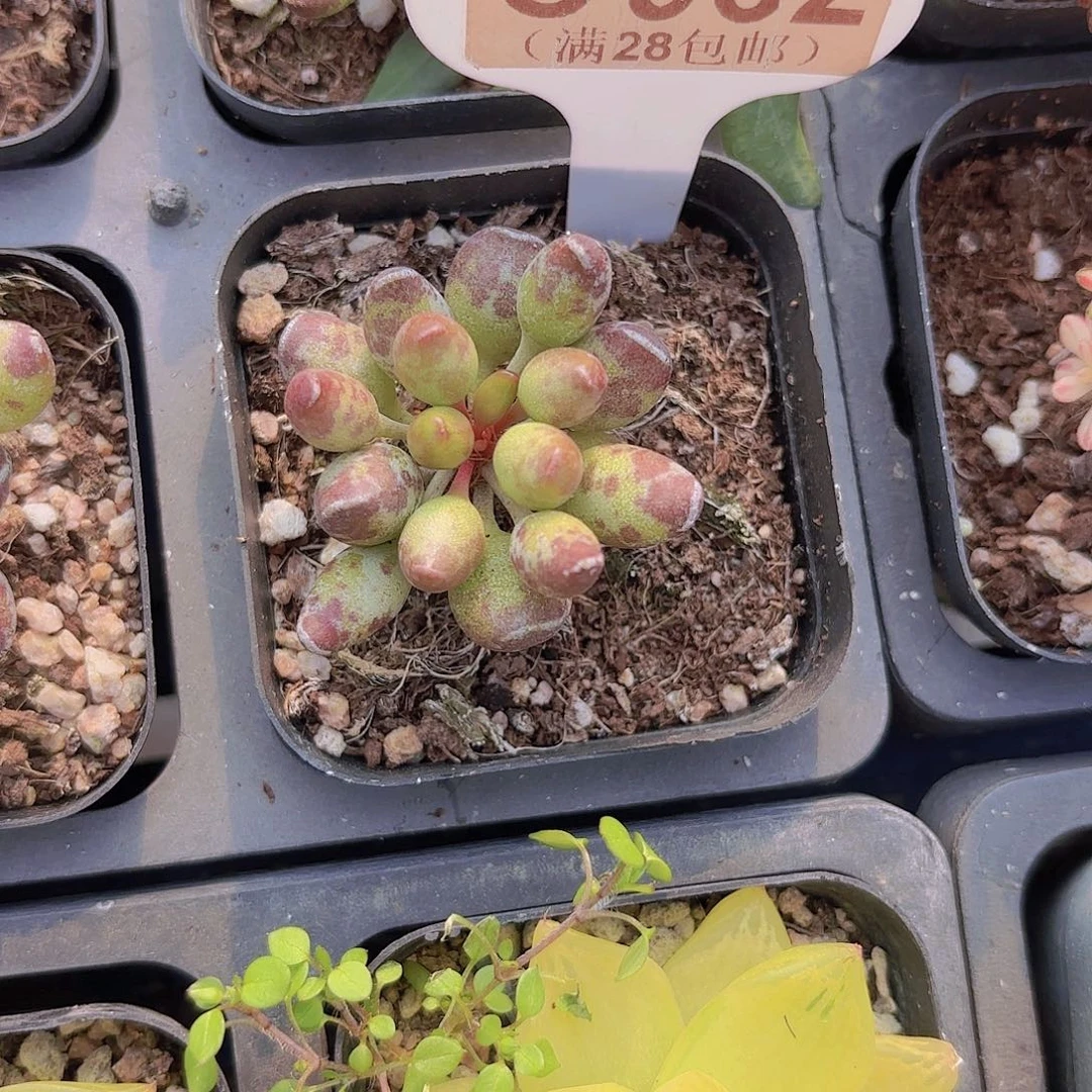 C962鼓吹水泡一物语拍