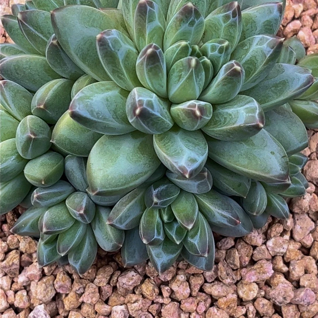 蜜*2602下午多肉植物群生