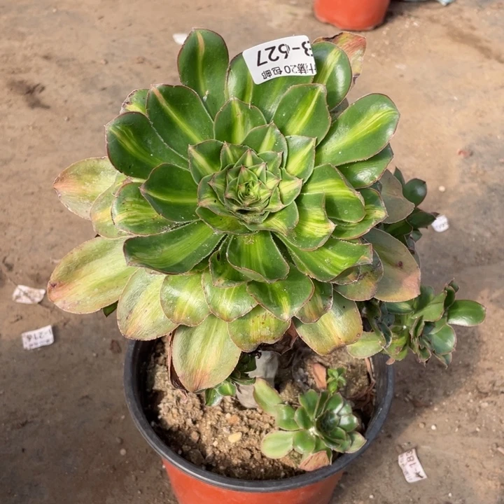 627艳资中班虫多肉1，beigjquy