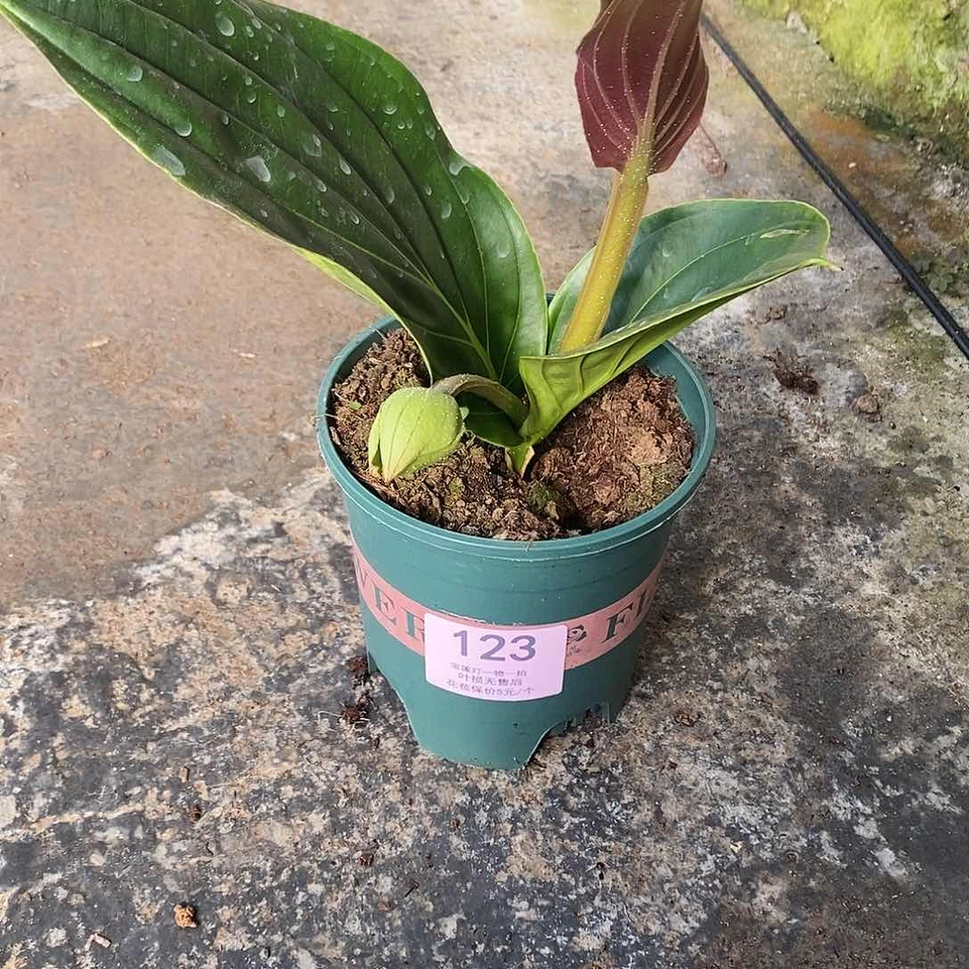 木本植物李*木本花卉123嫩芽无售后
