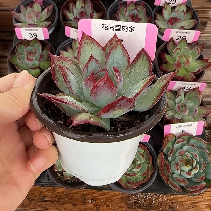 7 惊鸿仙子多肉植物