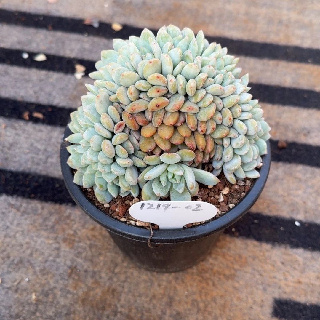 陌***绯1219-02星影缀化中一颗