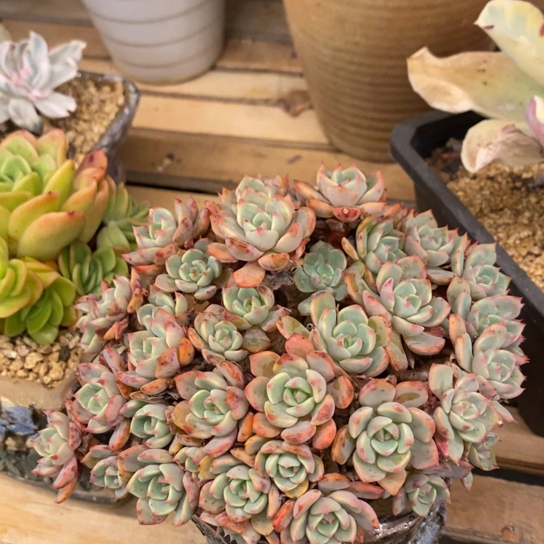 骑***姨多肉植物肉肉植物