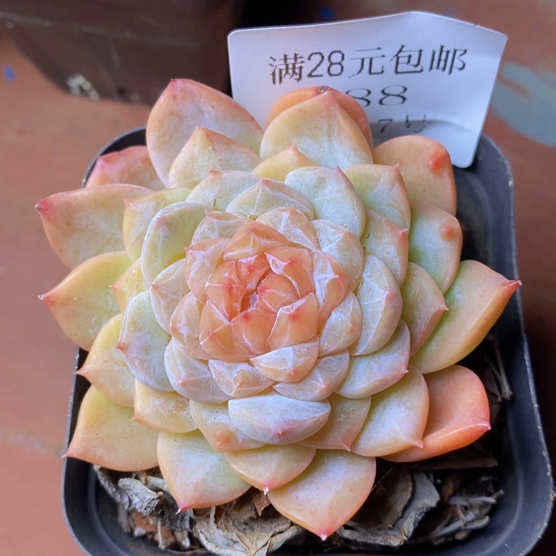 把自己照顾好就行688