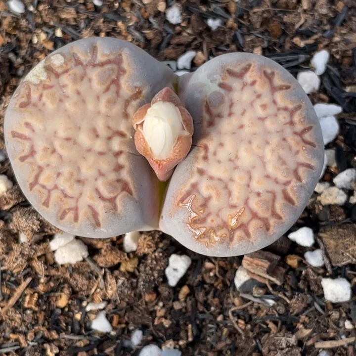 非偏远满20包邮396