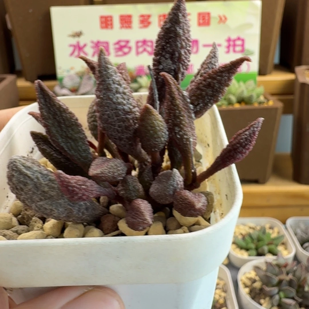 红甘草水泡多肉肉