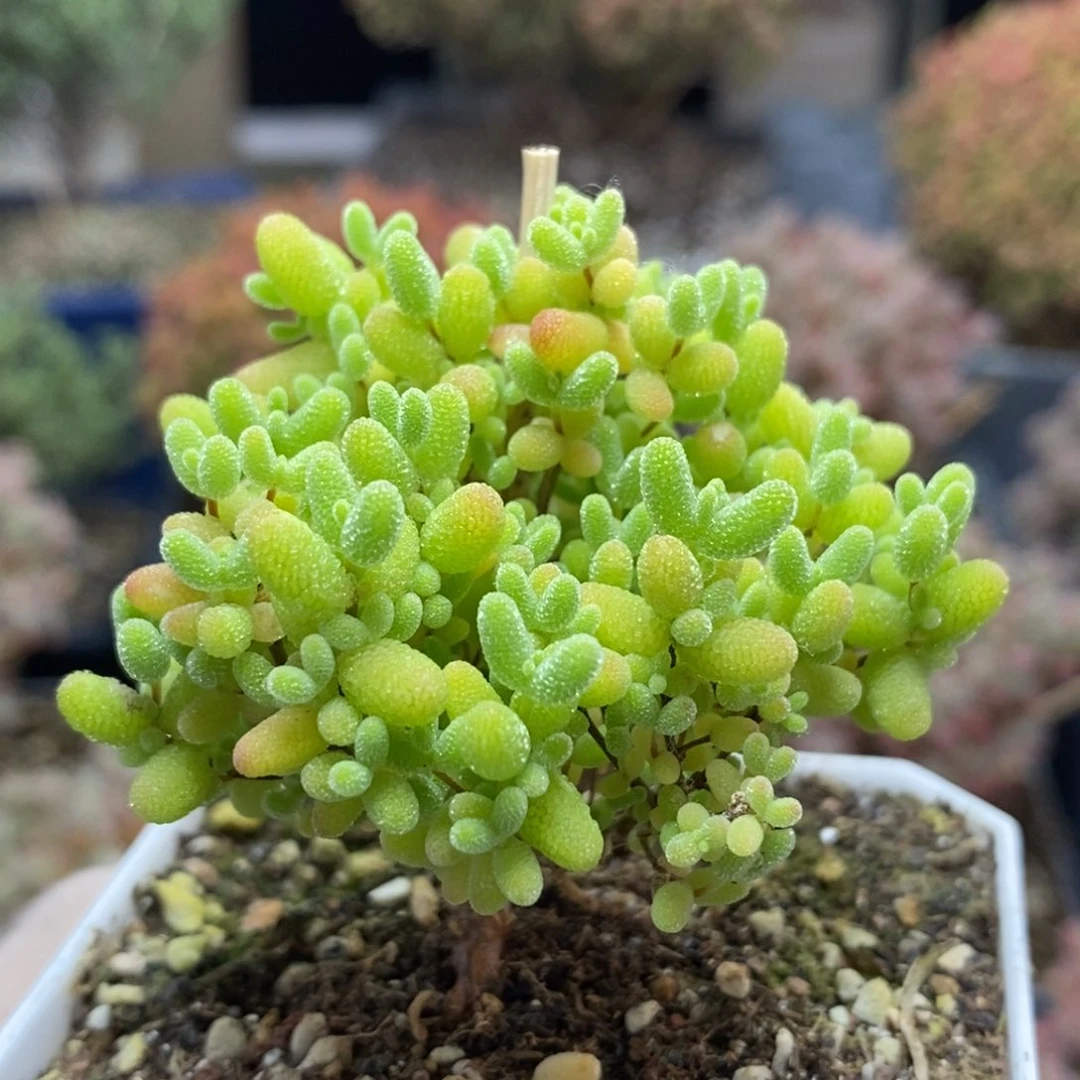 蜜橘糖球5313枝干番杏