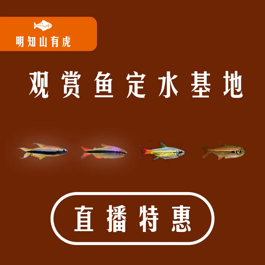 玻璃扯旗鱼满三单发货明知山有虎直播观赏鱼