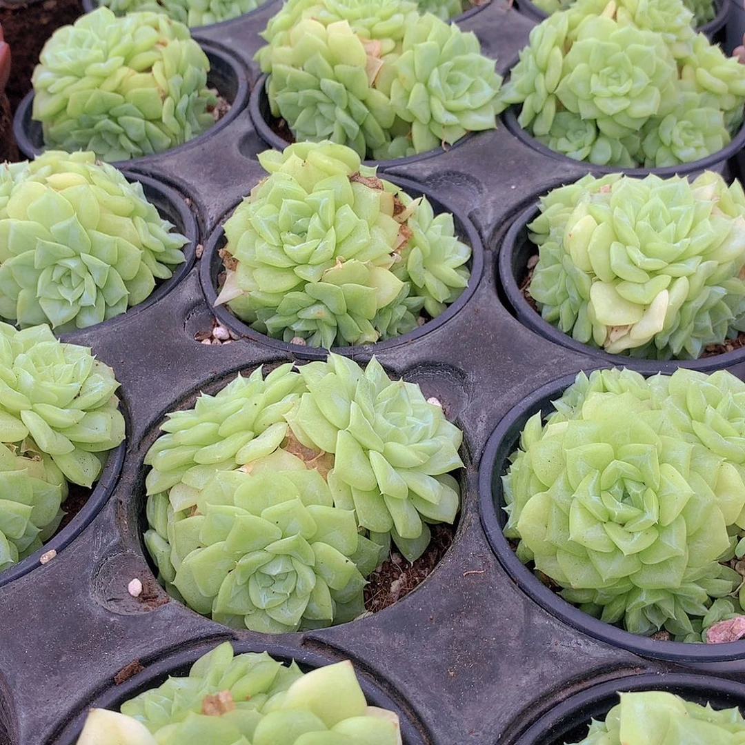 白天鹅群麦秆446788999900
