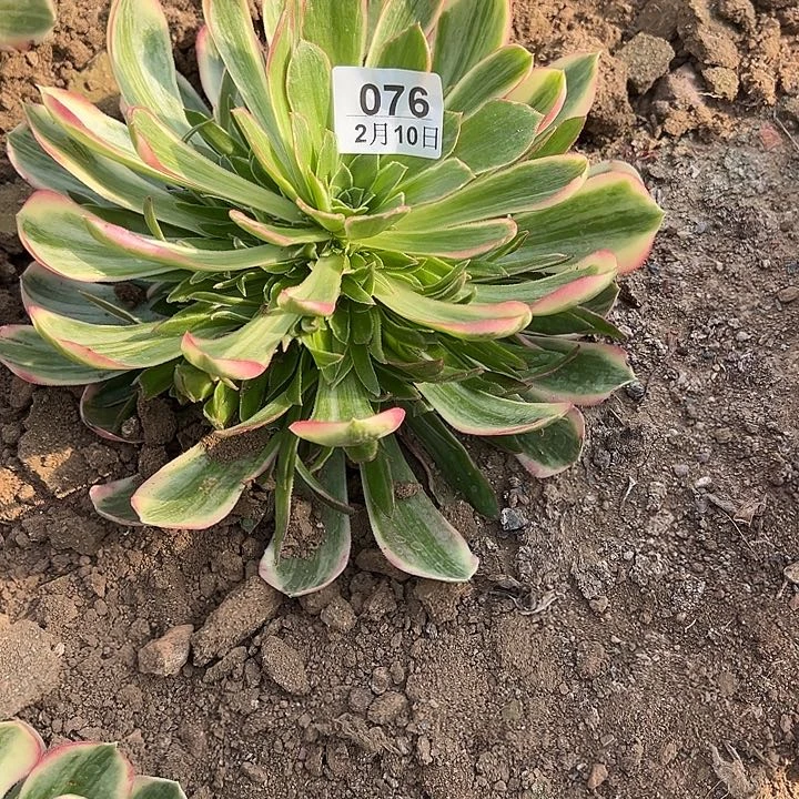 2.10-76男神多肉1