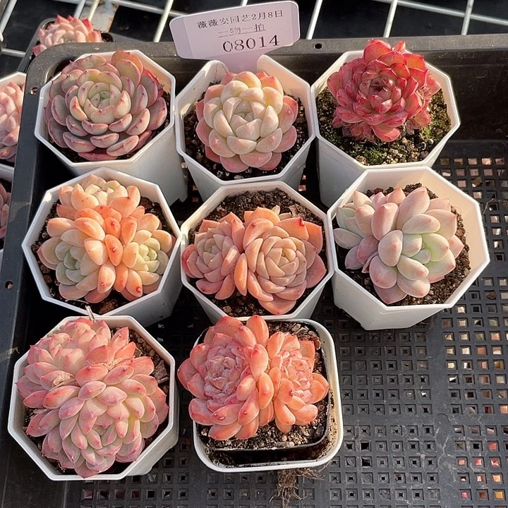 薇薇安园艺多肉08014