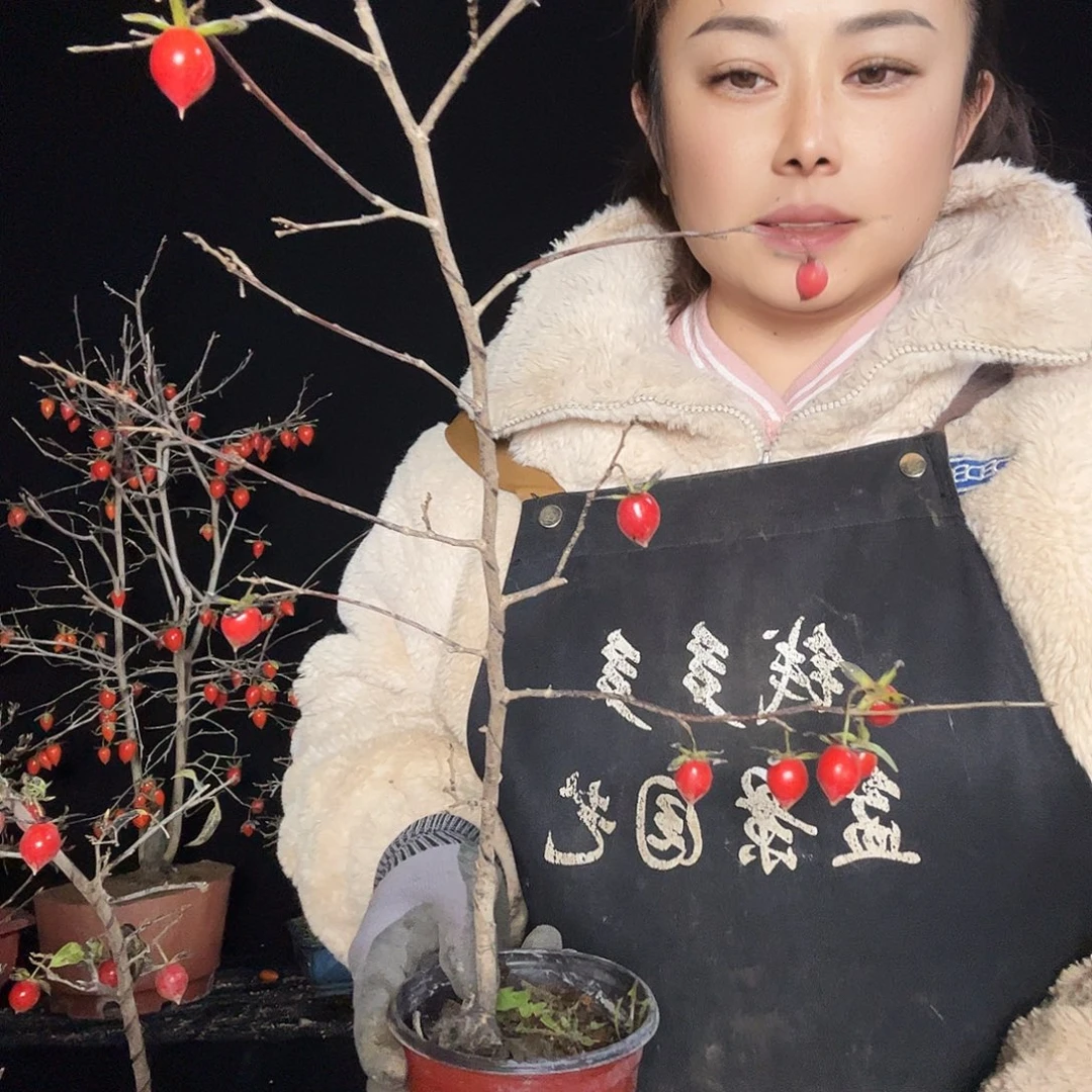 无花朵老鸦柿一物一拍