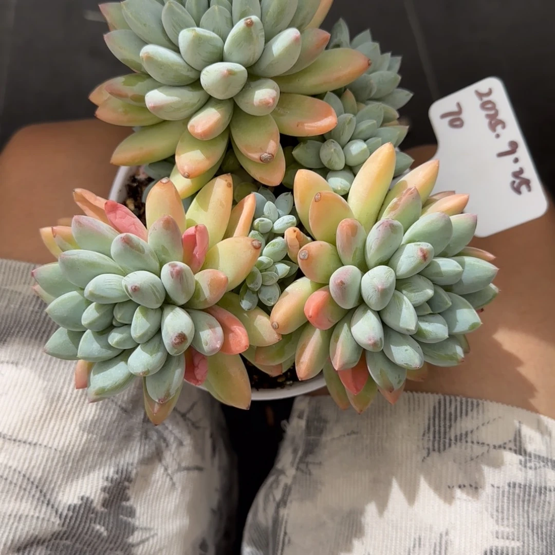 一物一拍大叶奶糖70