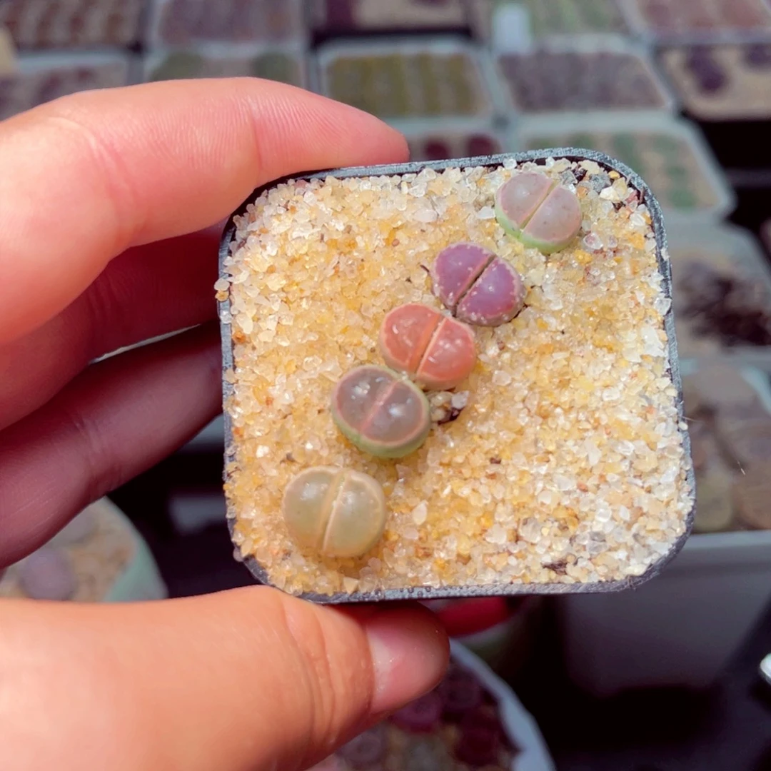 62号带盆包邮发货