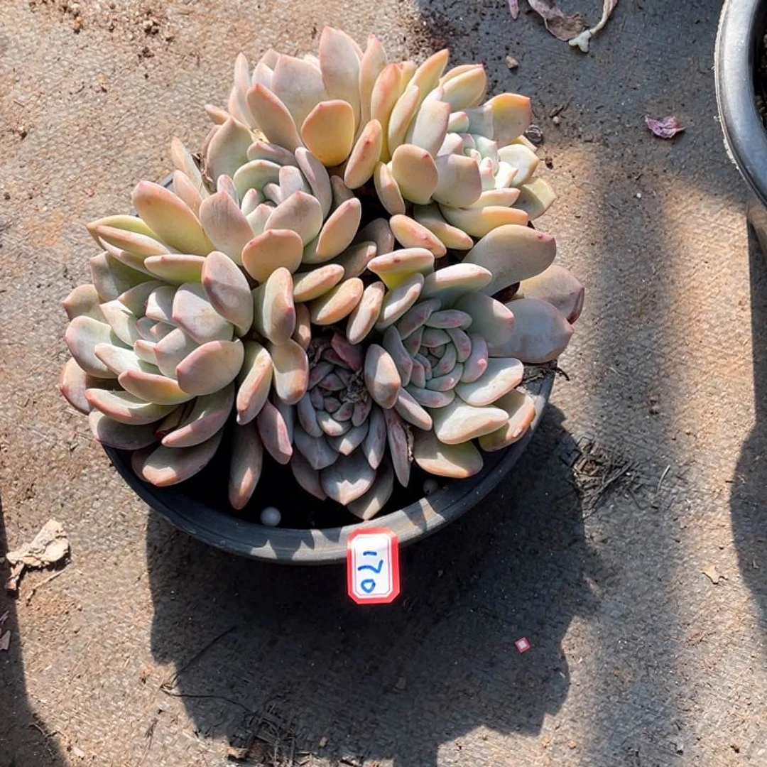 170石榴籽 一物一拍多肉