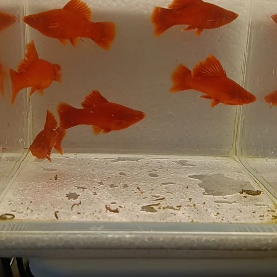 用***5红剑鱼高鳍红剑观赏鱼