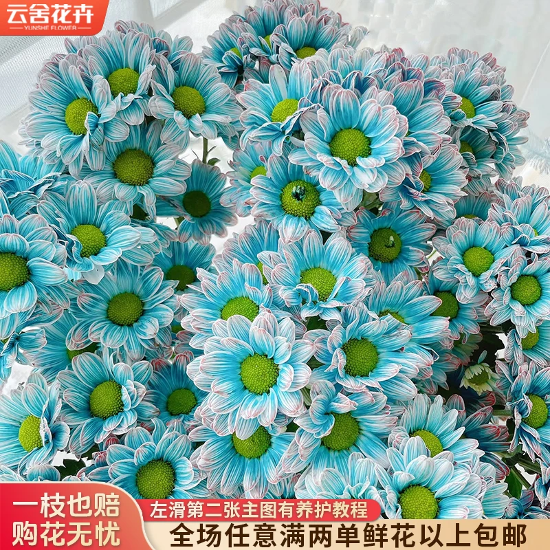 【云舍花卉】【渐变色】【青花瓷】吸色小菊【不保水】满两单及以上包邮