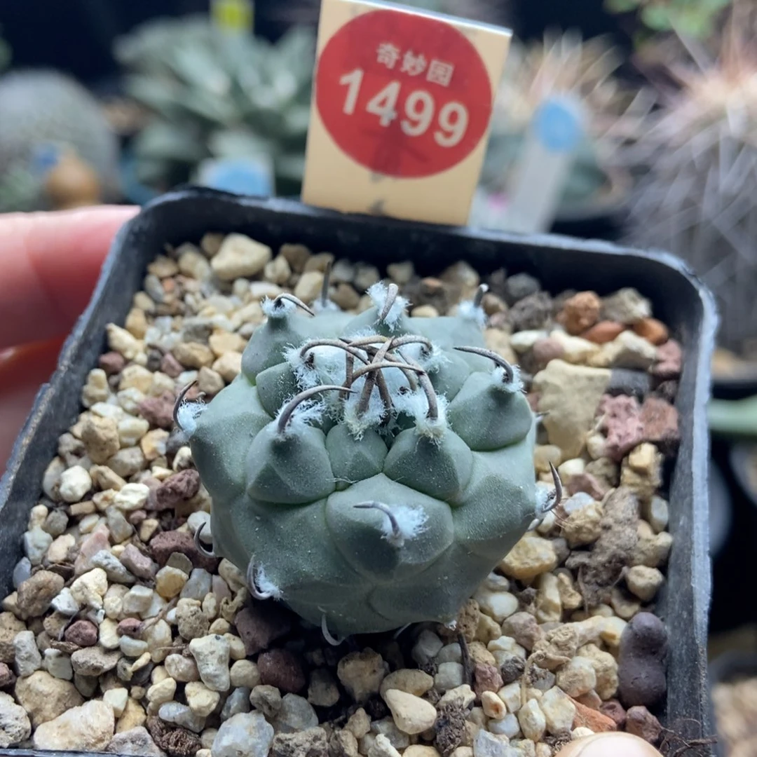 实生短豪刺娇丽3.5cm