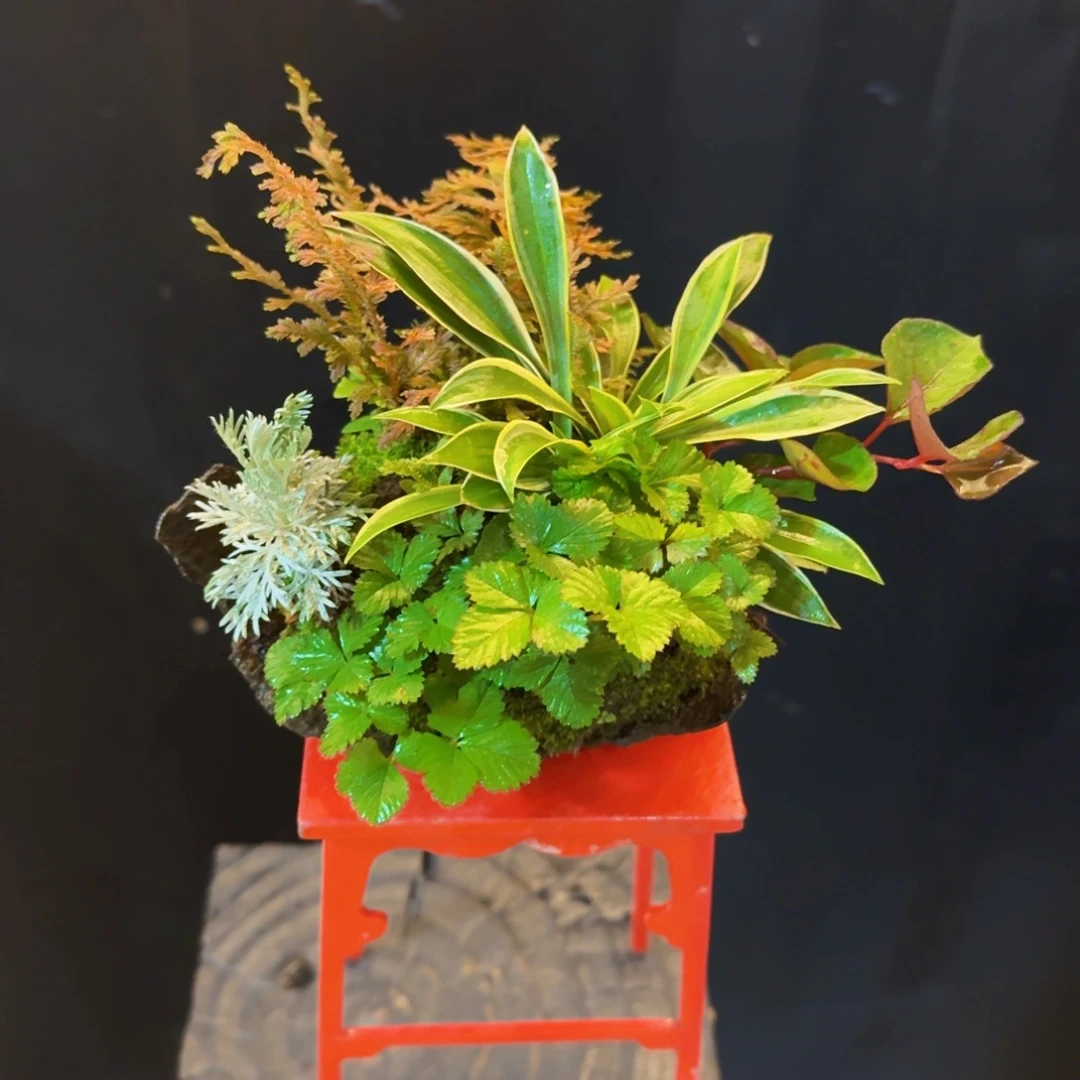 无花朵山野草日本鞍马石