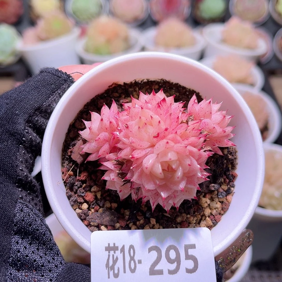 花利美18-295麦秆群