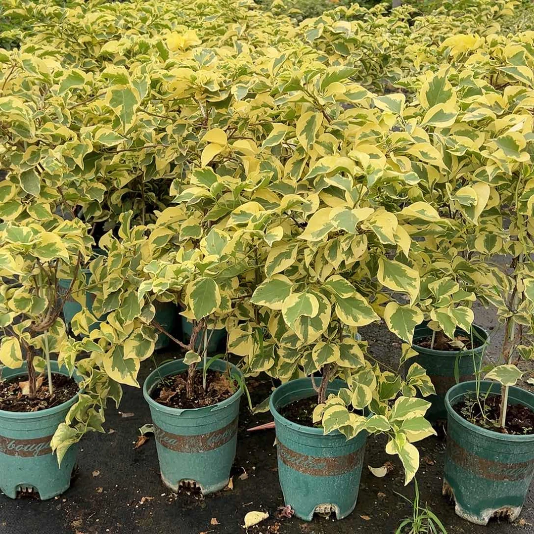 当前无花栽培后可以开花金边叶带竹一颗