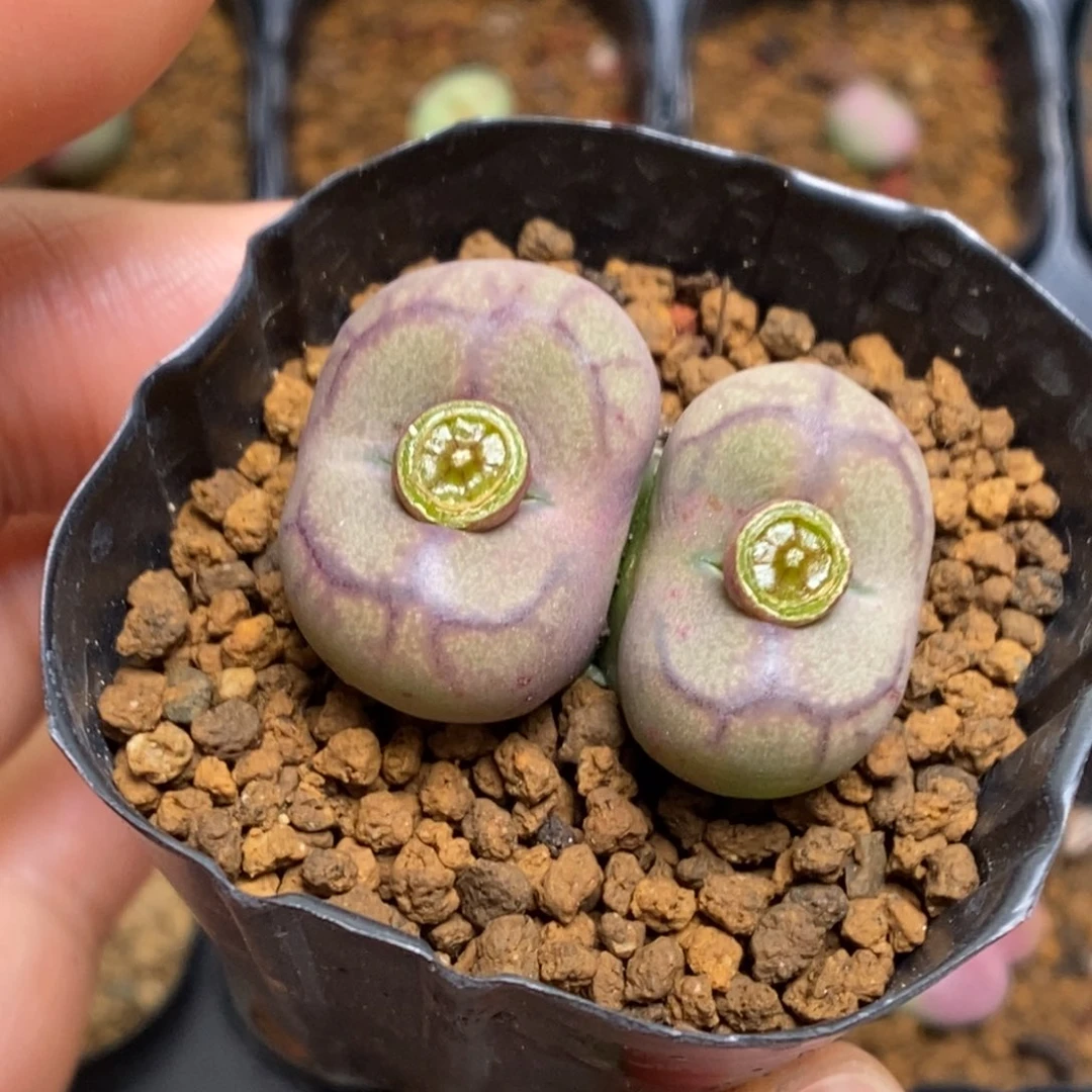 多肉植物肉锥杂交K-4646 福利