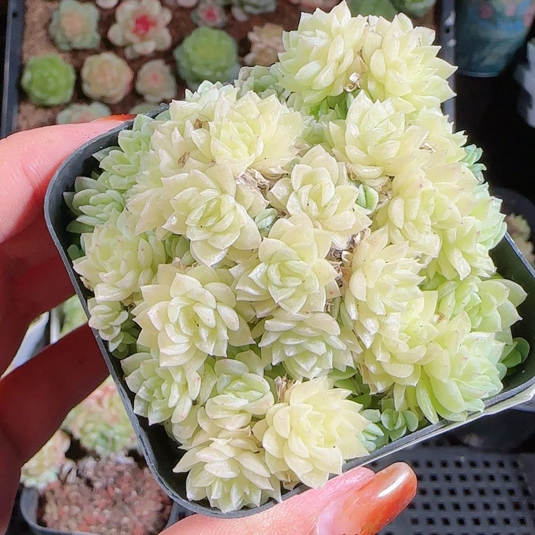 1101–358麦秆优选不包整