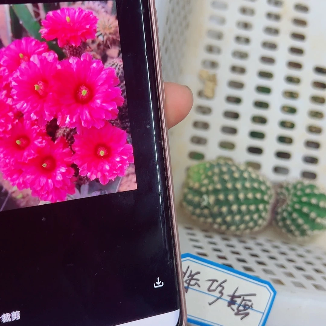 鲜红虾侧芽00000