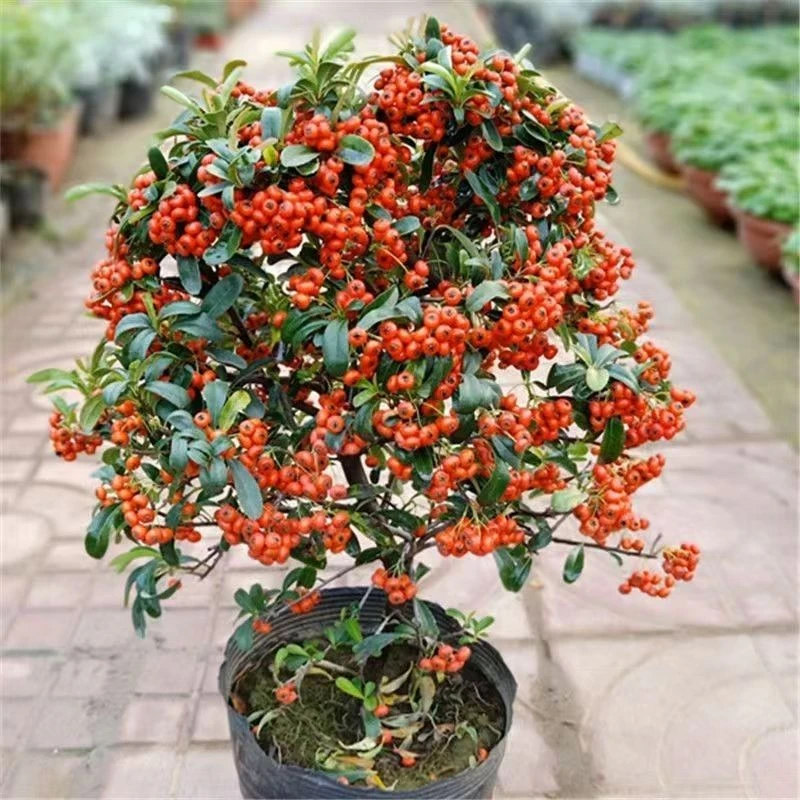 火棘吉祥果冬季观果树桩盆景适合地栽庭院植物