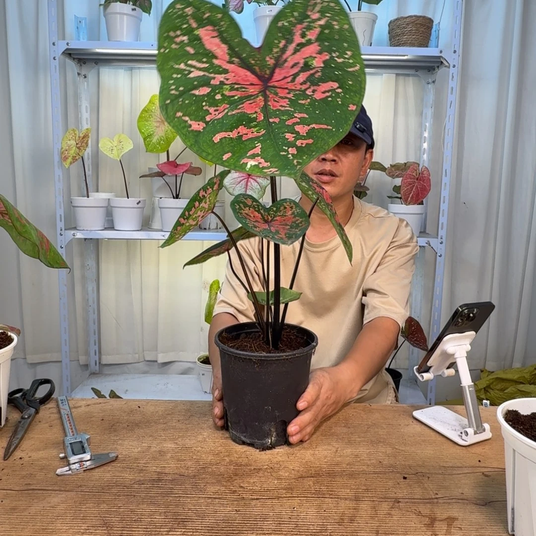 无花朵森林覆盆子   0422