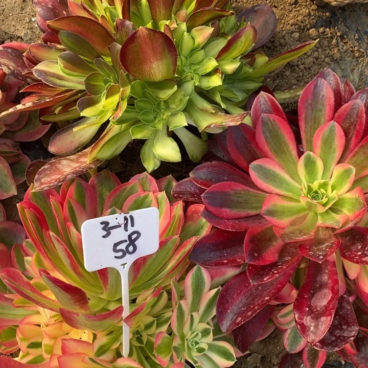 1223123法师组合58号