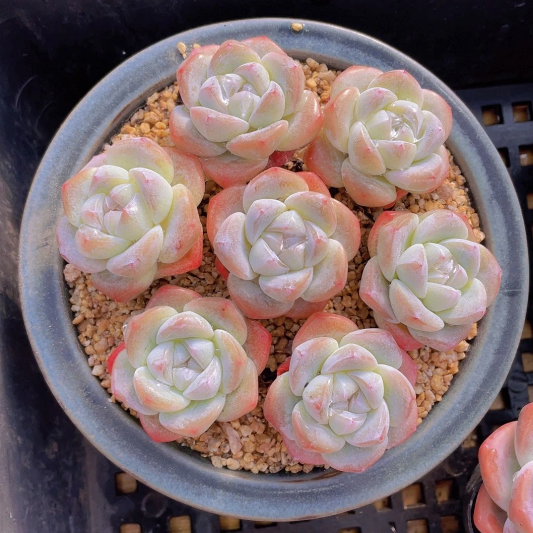 量拍100号 樱花钻石冰玉单头7个