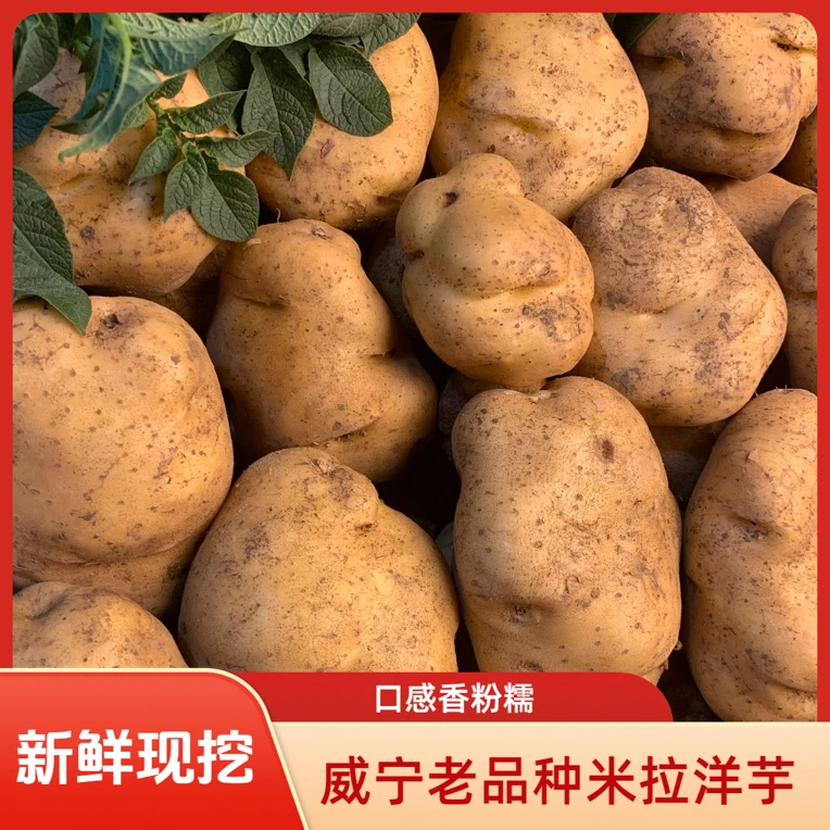 贵州威宁老品种米拉洋芋又粉又糯现挖新土豆包邮 坏果包赔 可试吃