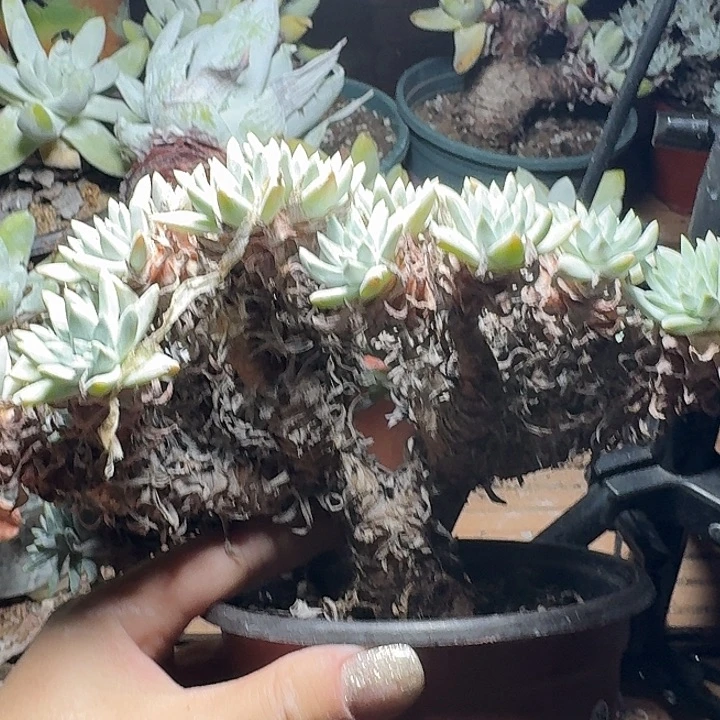 55头白菊一物一拍095