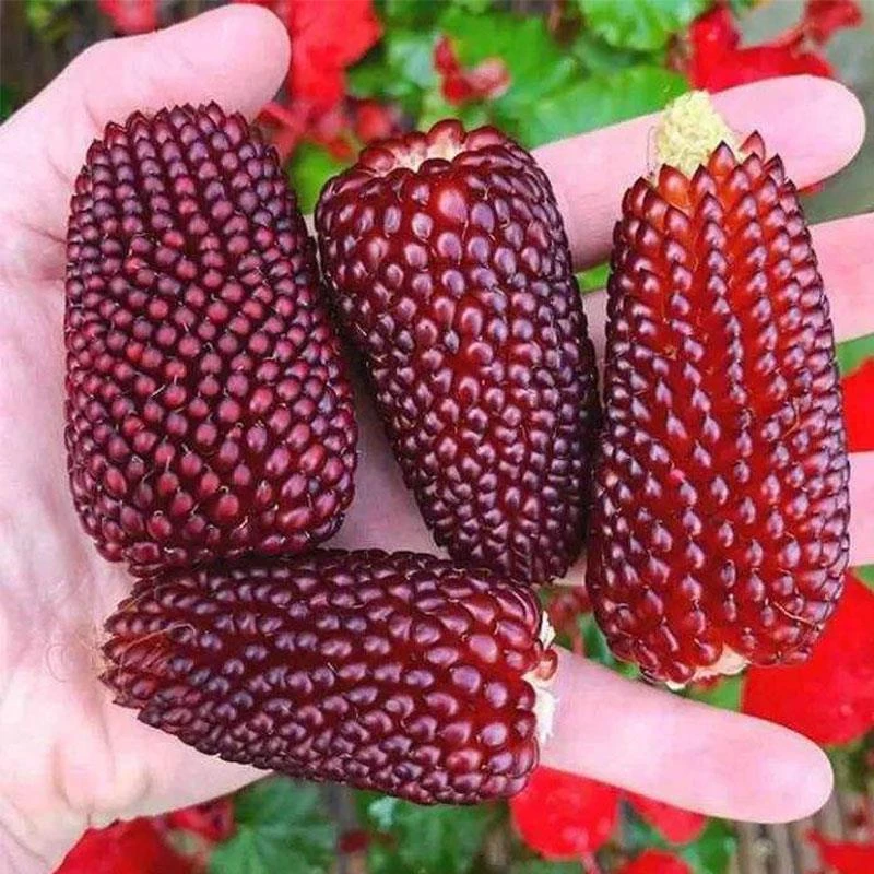 【推荐款】草莓小玉米种子迷你菠萝水果包谷种籽可生吃观赏室外阳台