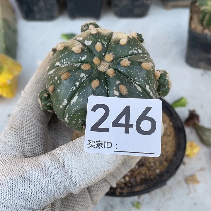 无根246号琉璃兜一个