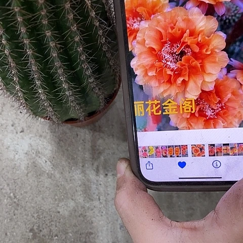 金阁仙人球，eyiooppp