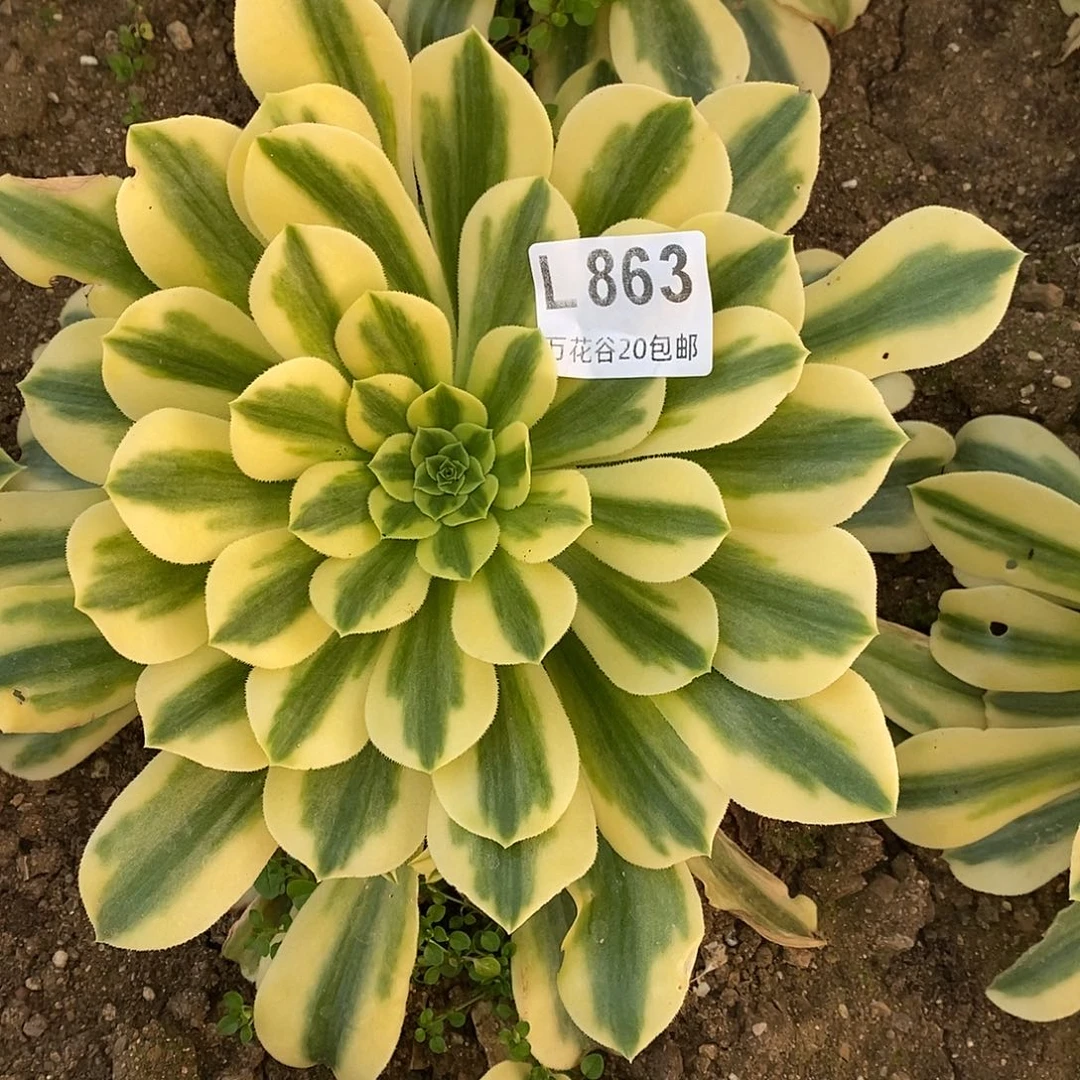 863金丝翡翠多肉