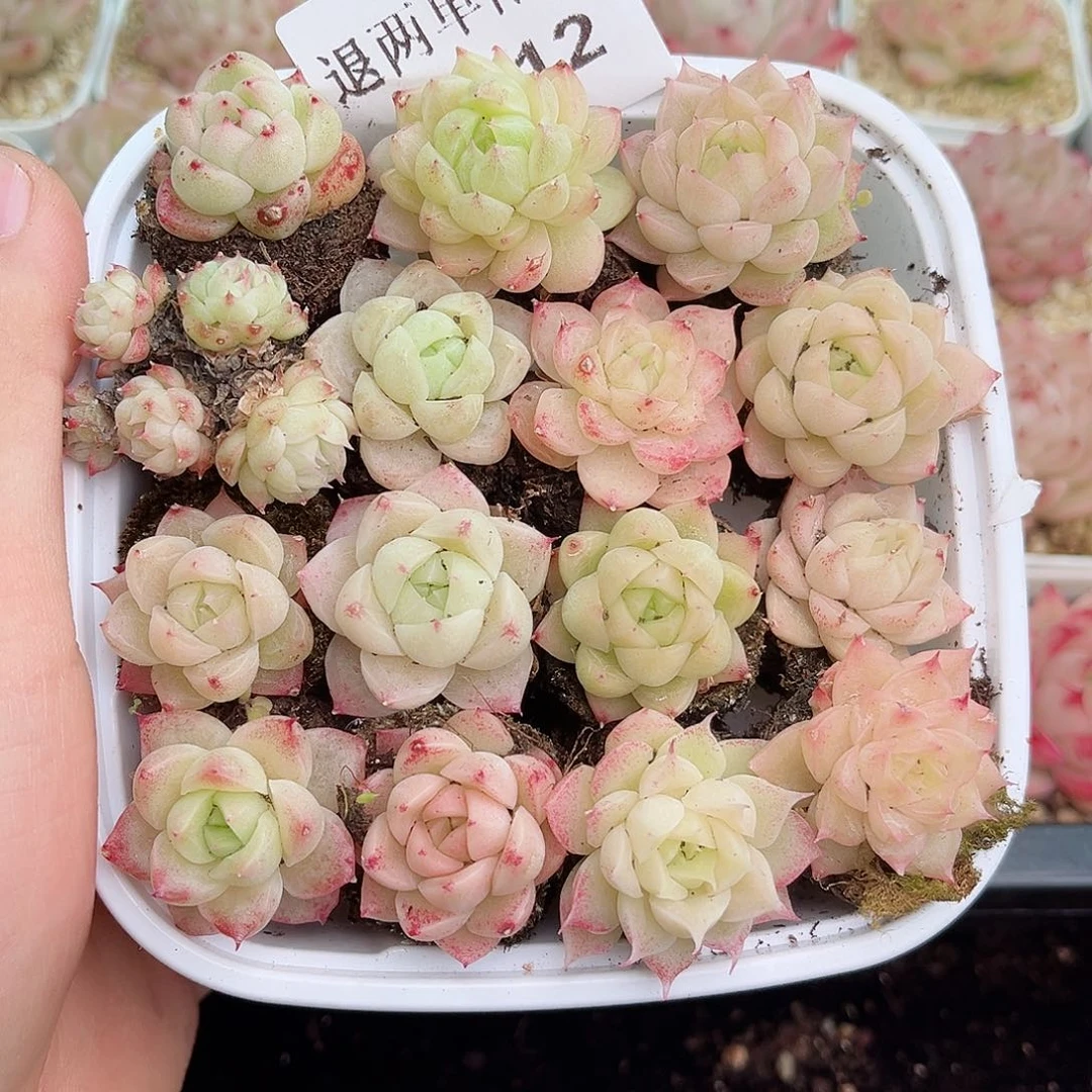 1-612 新疆西藏内蒙不发包邮2-3公分12.8包邮多肉