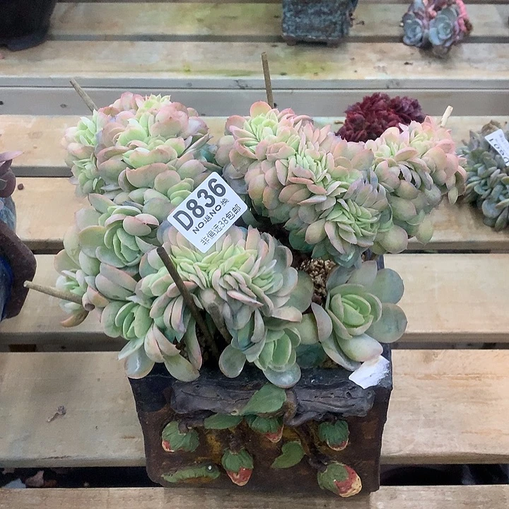 桃花坞缀化 836 清货处理退款拉黑