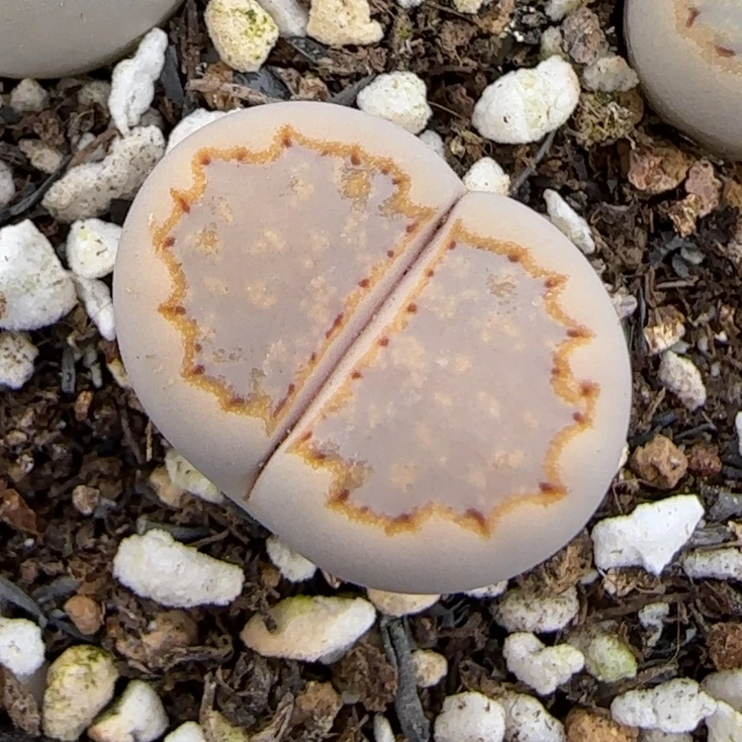 12.9.c215饼干.9088